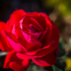 NATIONAL RED ROSE DAY, HIP HIP HOORAY