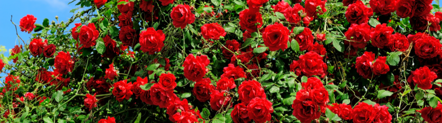RED ROSE DAY