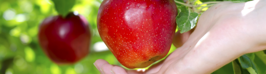 NATIONAL EAT A RED APPLE DAY
